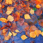 Colourful,fall,leaves,in,pond,lake,water,,floating,autumn,leaf.